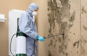 Mold Documentation for Insurance Claims in Ada, MN